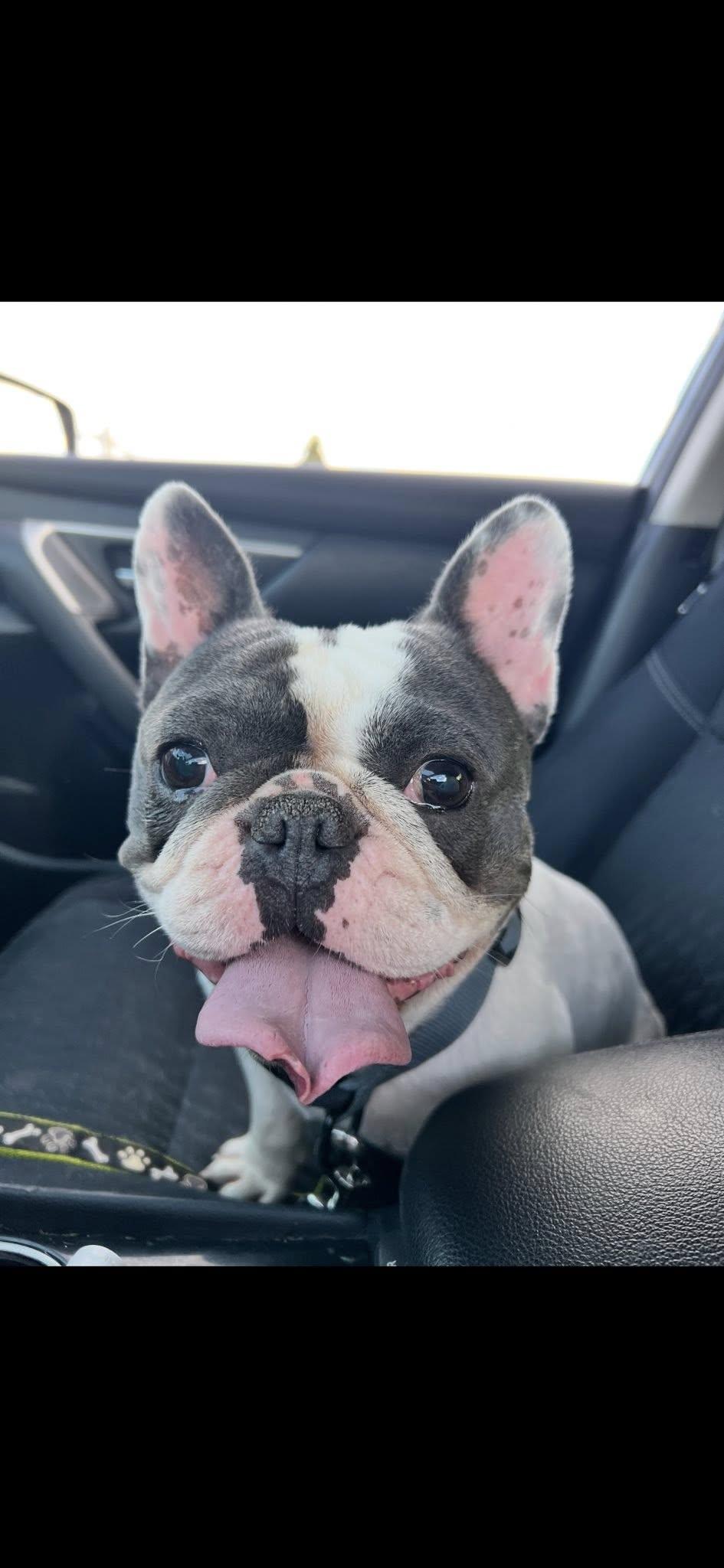 Mochi, adoptable, Young Male French Bulldog.