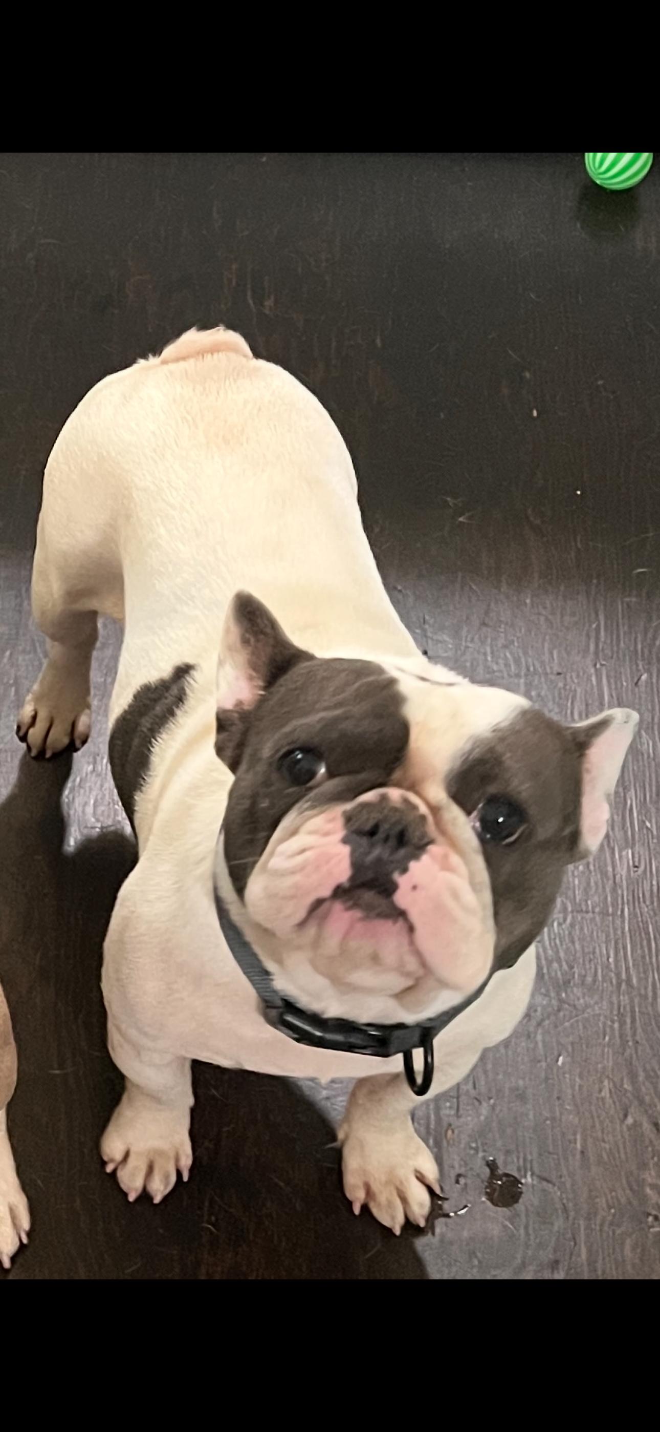 Enlarge Mochi, an adopted French Bulldog in Oakdale, CA image 4/5