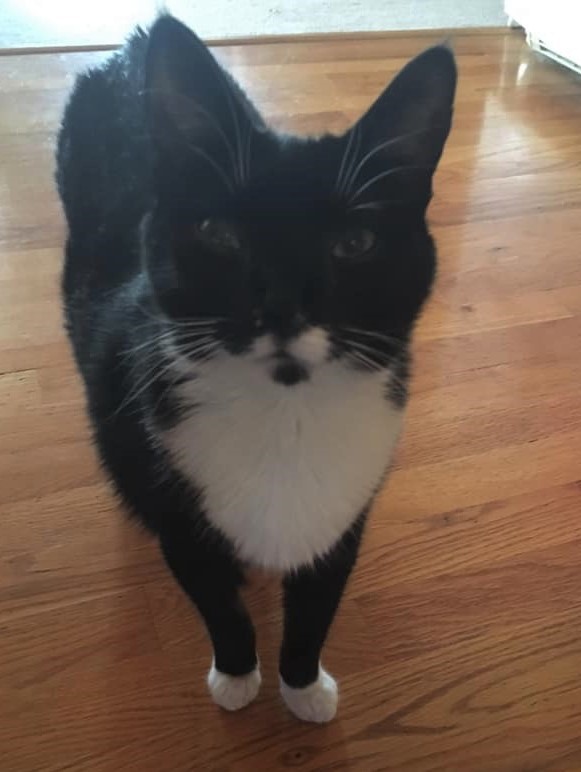 Addie, Adult Female unknown