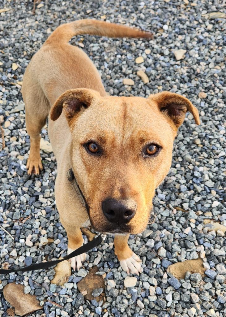 Simba, Adoptable, Young Male Pit Bull Terrier.