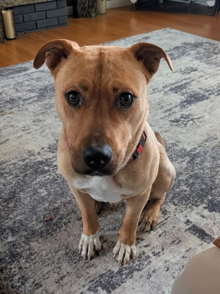Enlarge Simba, a Adoptable Pit Bull Terrier in Walnutport, PA image 2/2