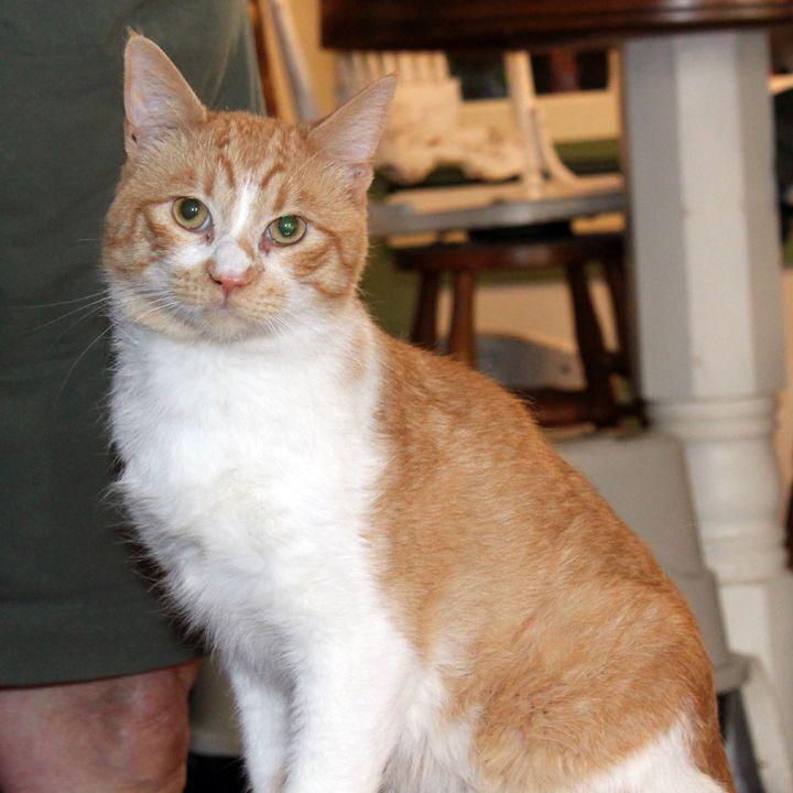 Enlarge Mr. President, a Adoptable Domestic Short Hair in Redlands, CA image 1/2