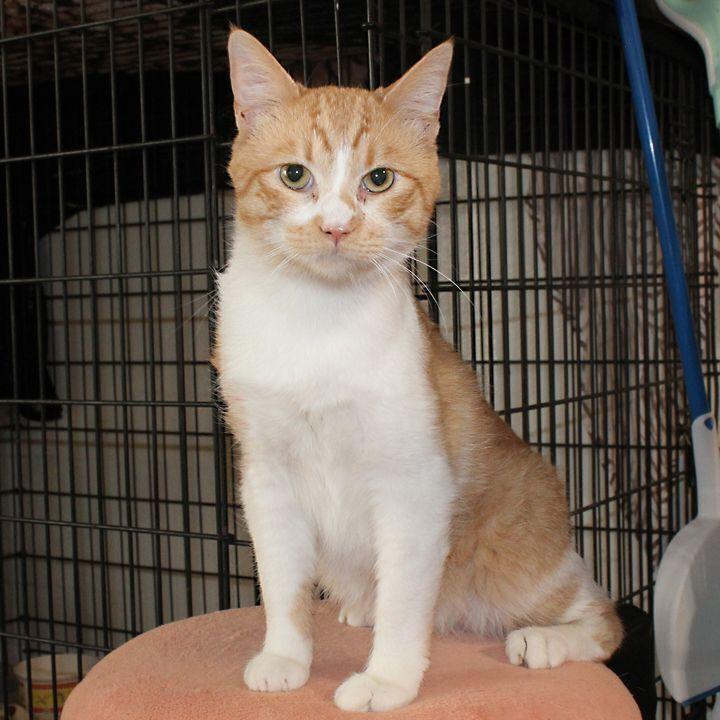 Enlarge Mr. President, a Adoptable Domestic Short Hair in Redlands, CA image 2/2