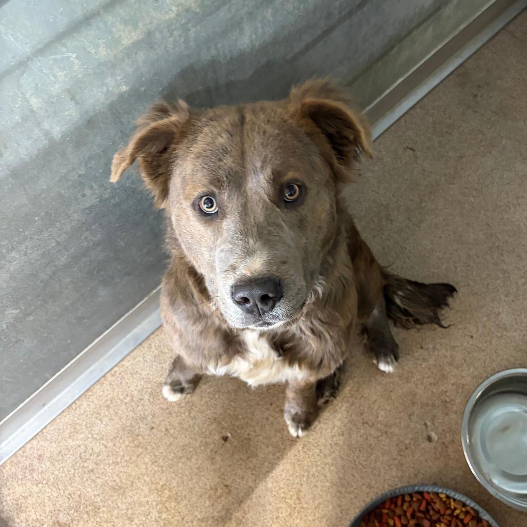 Enlarge Archie, a Adoptable Mixed Breed in Ardmore, OK image 1/1