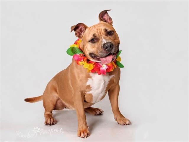 Enlarge RUBY, a Adoptable mixed breed in Omaha, NE image 1/1