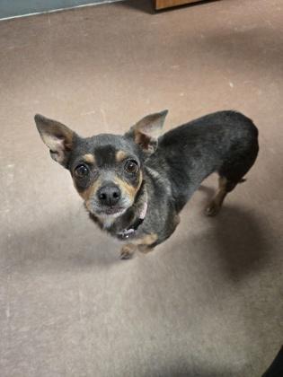 Enlarge Rosie, an adopted mixed breed in Rapid City, SD image 2/3