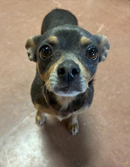 Enlarge Rosie, an adopted mixed breed in Rapid City, SD image 3/3