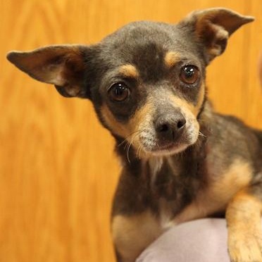 Rosie, adopted, Adult Female Chihuahua.