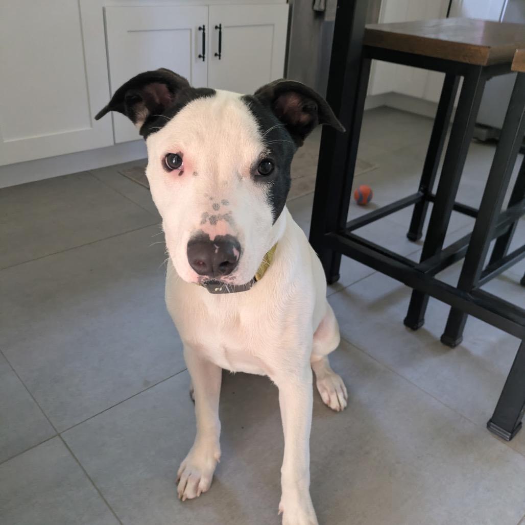 NY Rupert (Foster in Brewster NY), Adoptable, Young Male Terrier.