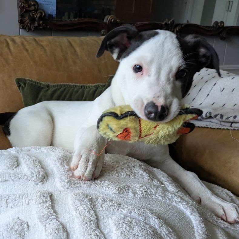 NY Rupert (Foster in Brewster NY), a Adoptable Terrier in Brewster, NY image 2/6