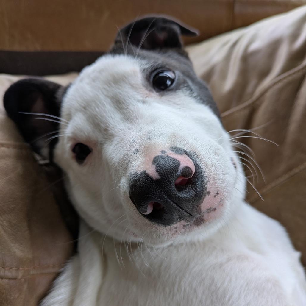 NY Rupert (Foster in Brewster NY), a Adoptable Terrier in Brewster, NY image 5/6