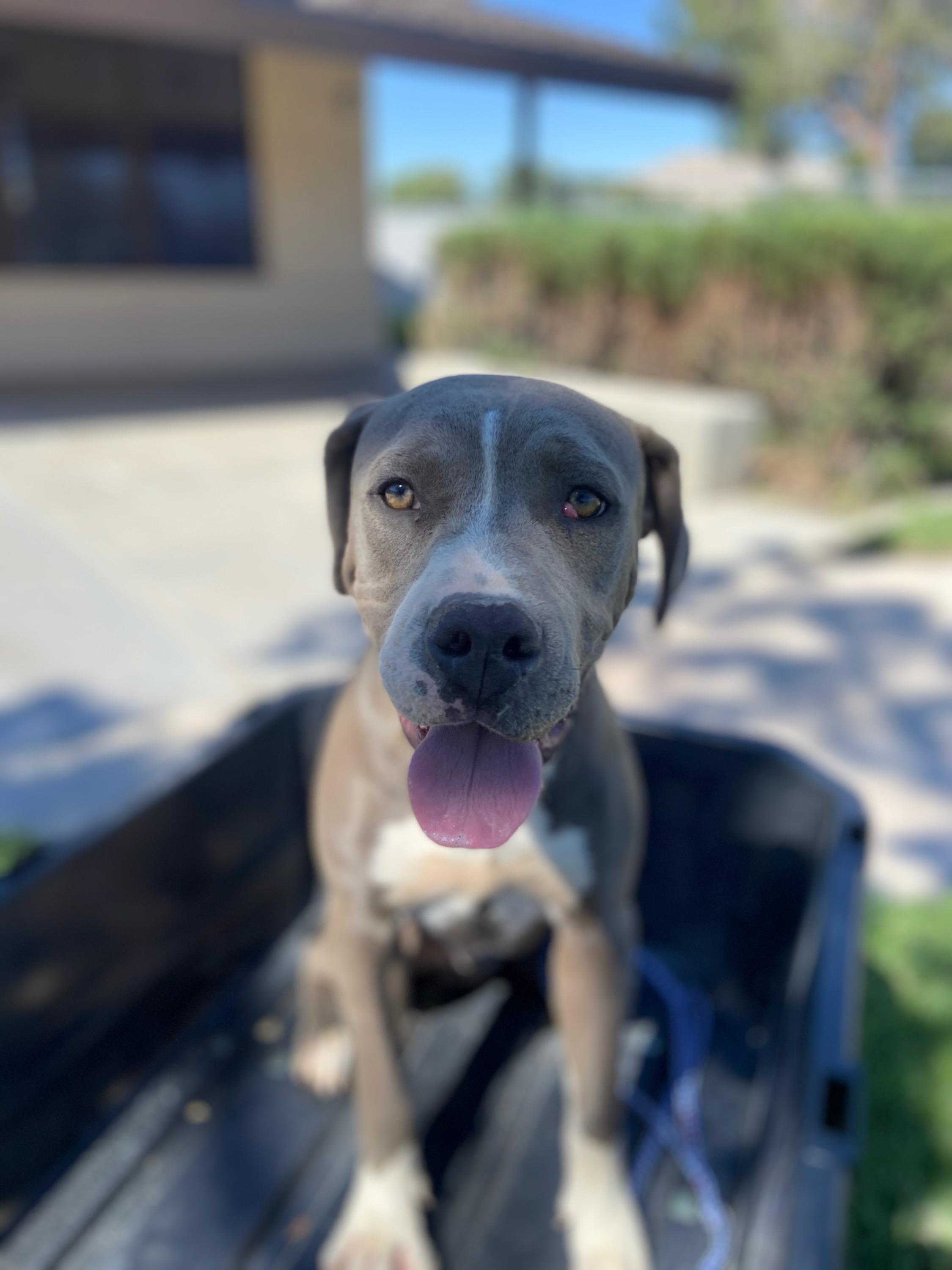 Enlarge Robin #4191 (902), a Adoptable mixed breed in Victorville, CA image 1/1
