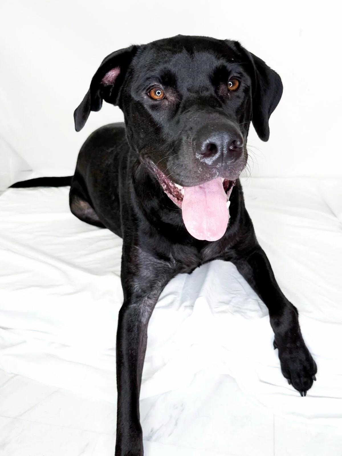 Enlarge Bruce Banner, a ADOPTABLE mixed breed in Bixby, OK image 3/6