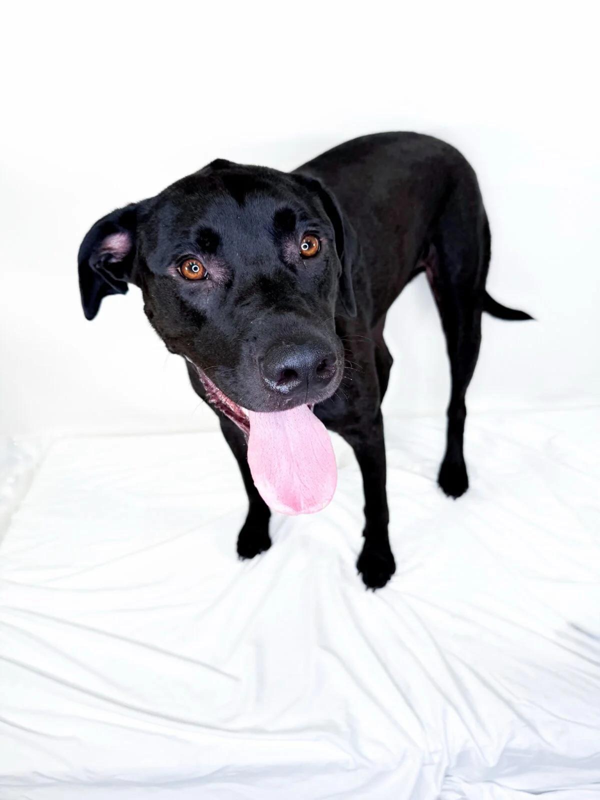 Enlarge Bruce Banner, a ADOPTABLE mixed breed in Bixby, OK image 4/6