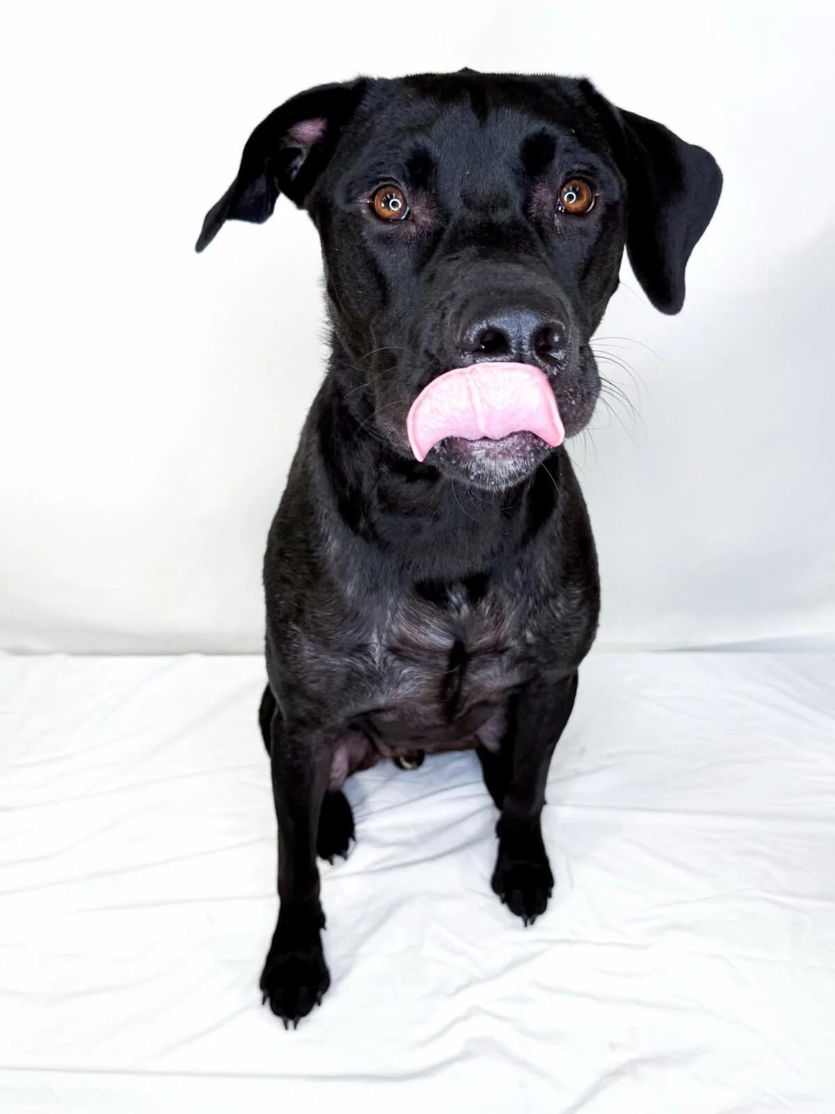 Enlarge Bruce Banner, a ADOPTABLE mixed breed in Bixby, OK image 6/6