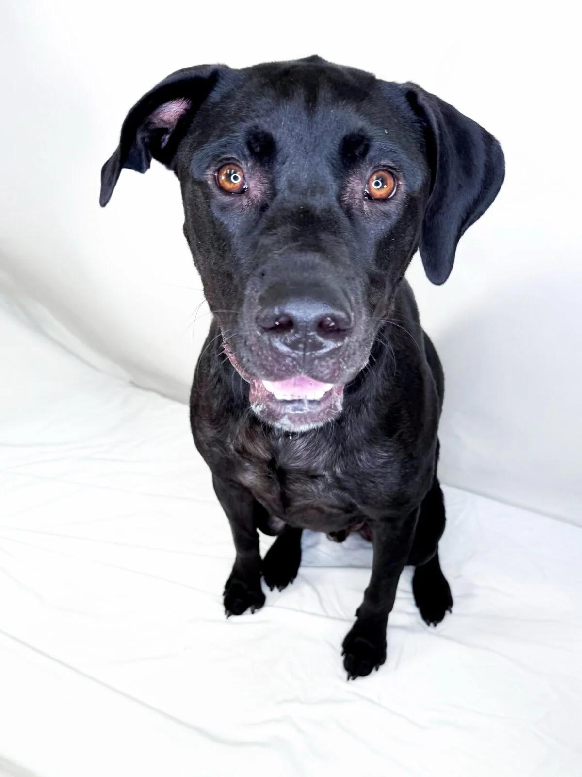 Bruce Banner, ADOPTABLE, Adult Male Black Labrador Retriever.