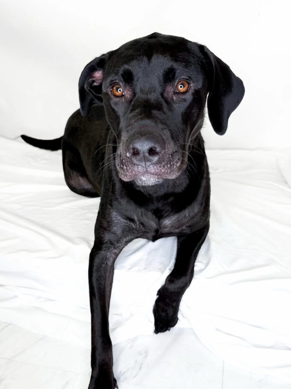 Enlarge Bruce Banner, a ADOPTABLE mixed breed in Bixby, OK image 2/6