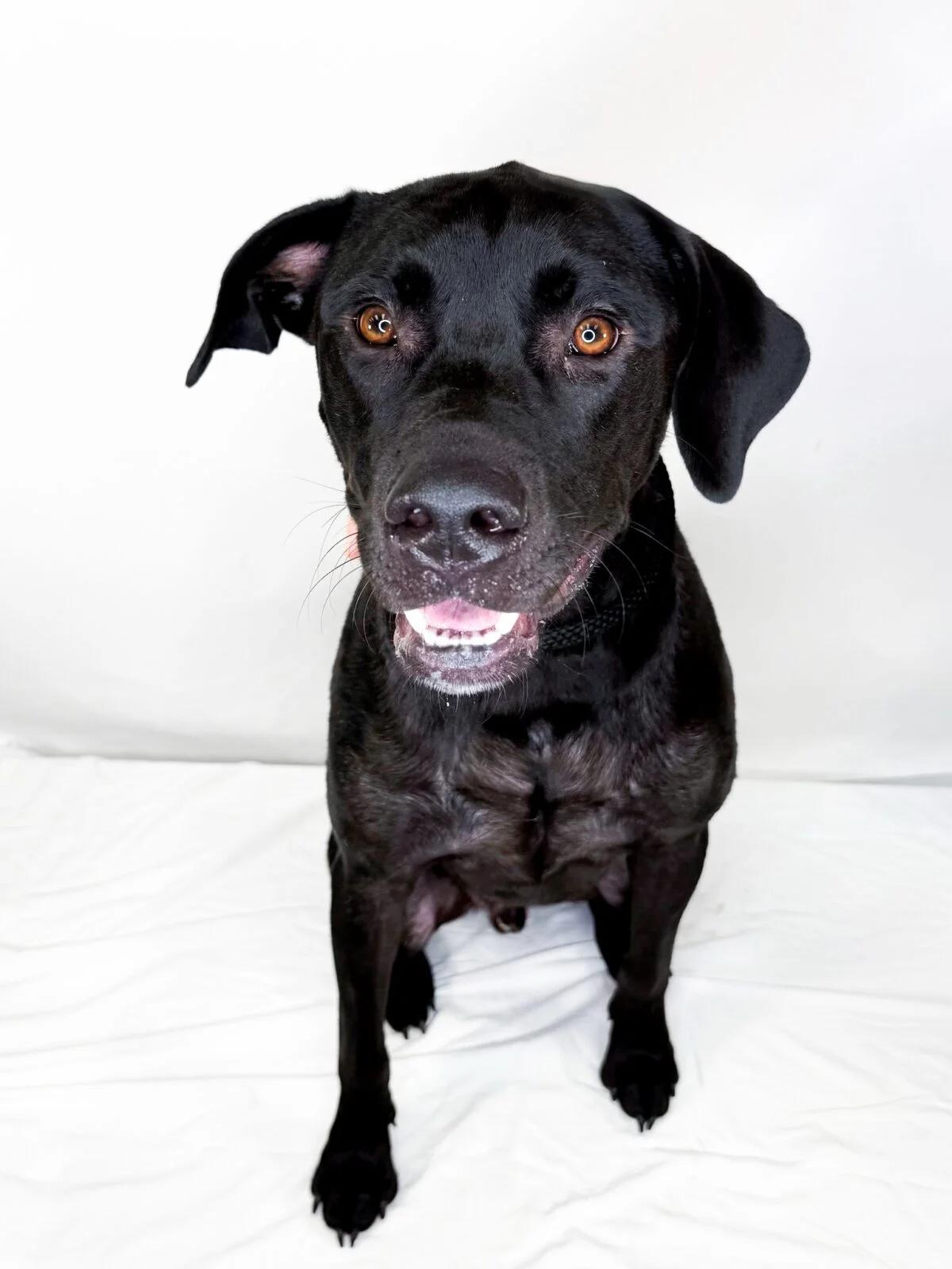 Enlarge Bruce Banner, a ADOPTABLE mixed breed in Bixby, OK image 5/6