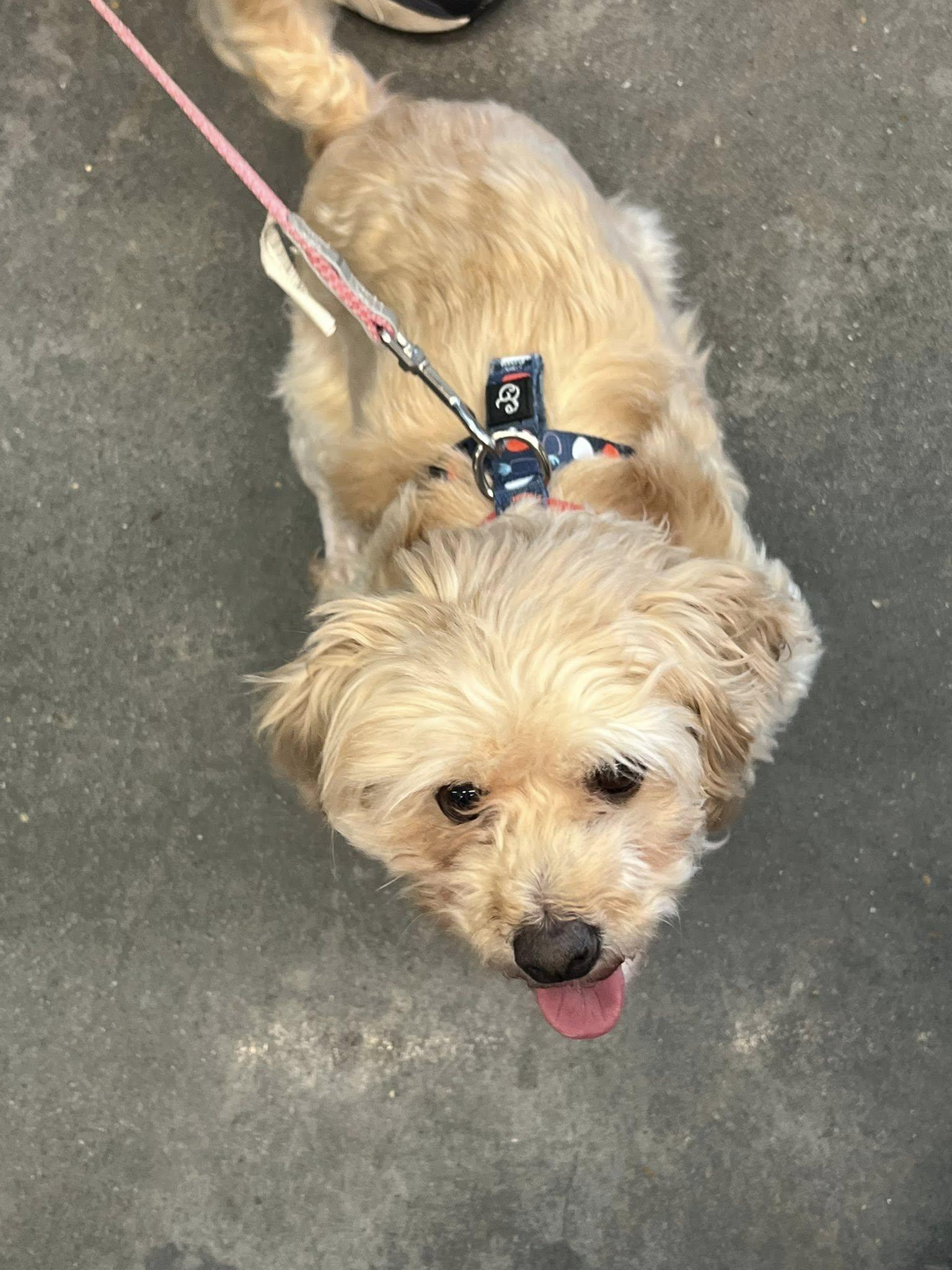 Morgan — thumbnail 2