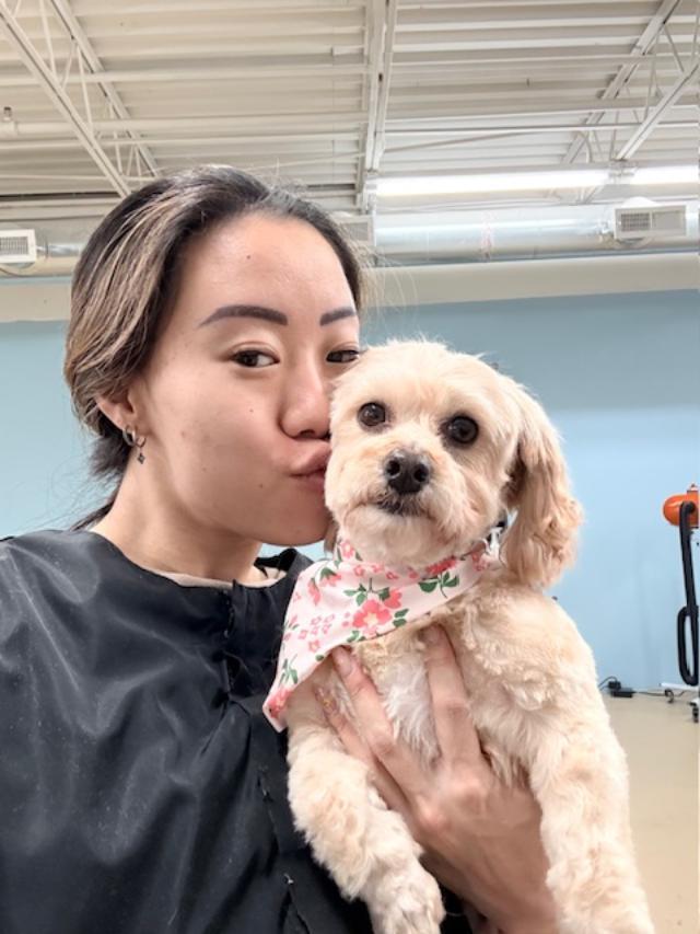 Morgan, ADOPTABLE, Adult Female Havanese & Miniature Poodle.