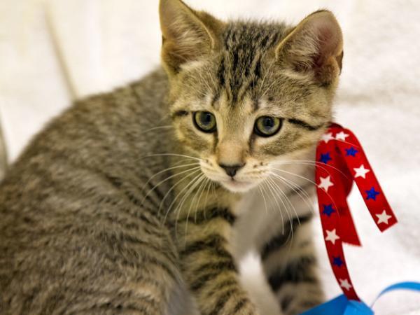 Salvatore, Adoptable, Senior Male Domestic Short Hair.