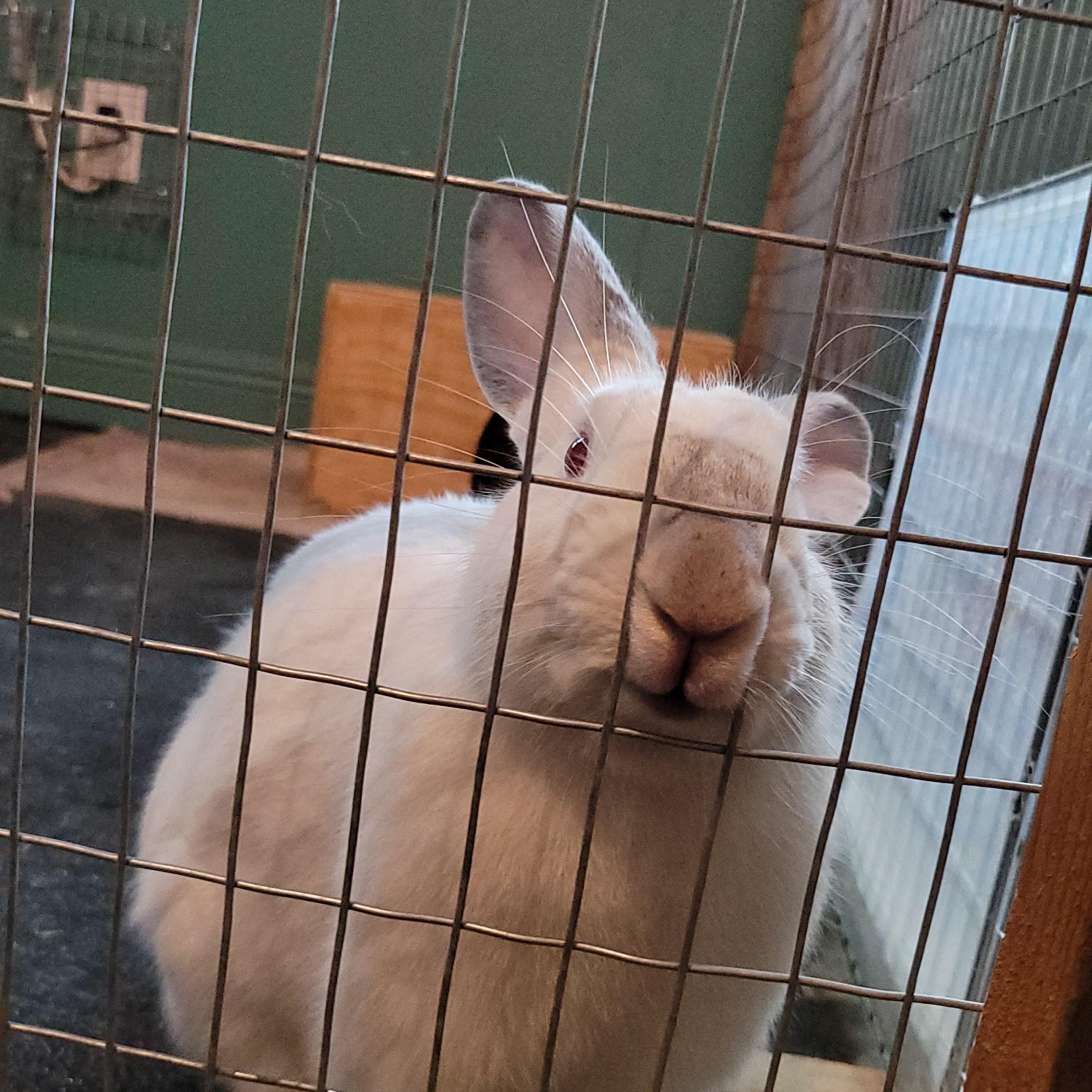 Enlarge LoverBoy, a Adoptable mixed breed in Seminary, MS image 4/5