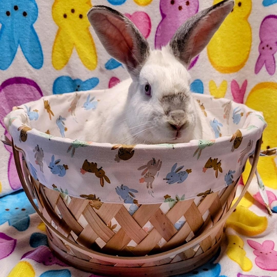 Enlarge LoverBoy, a Adoptable mixed breed in Seminary, MS image 5/5