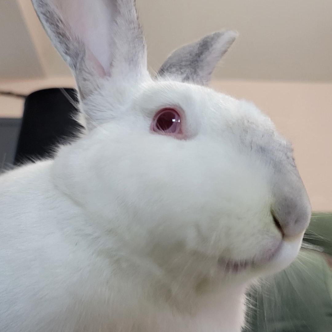 Enlarge LoverBoy, a Adoptable mixed breed in Seminary, MS image 3/5