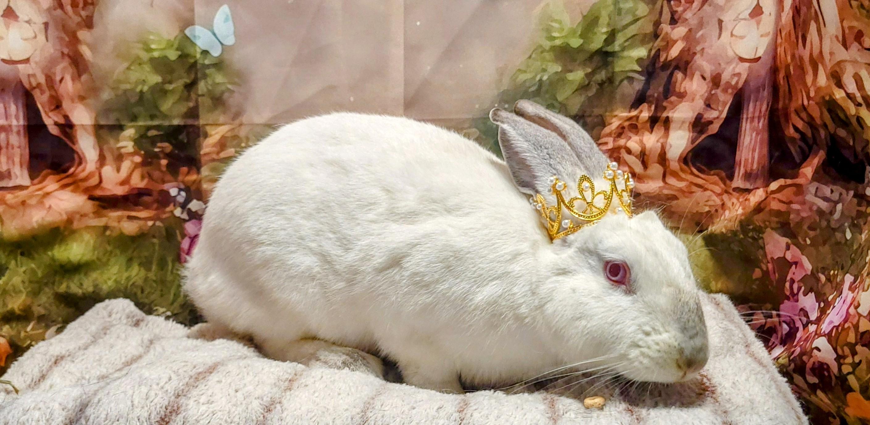 LoverBoy, Adoptable, Adult Male Californian.