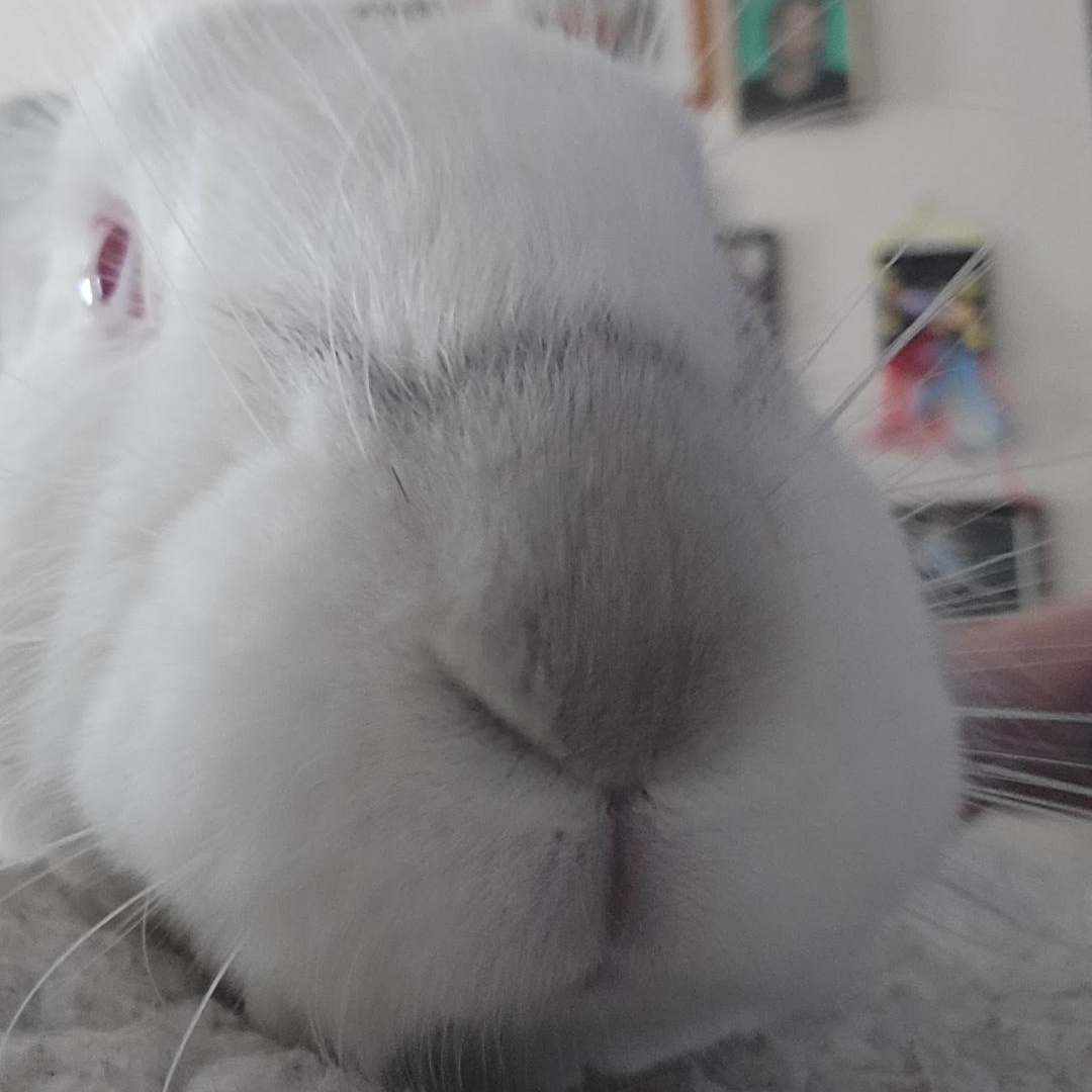 Enlarge LoverBoy, a Adoptable mixed breed in Seminary, MS image 2/5