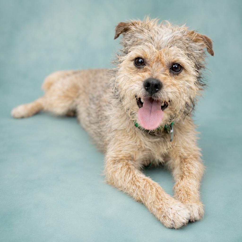 Enlarge Sherlock Bones, a Adopted mixed breed in Hardeeville, SC image 1/1