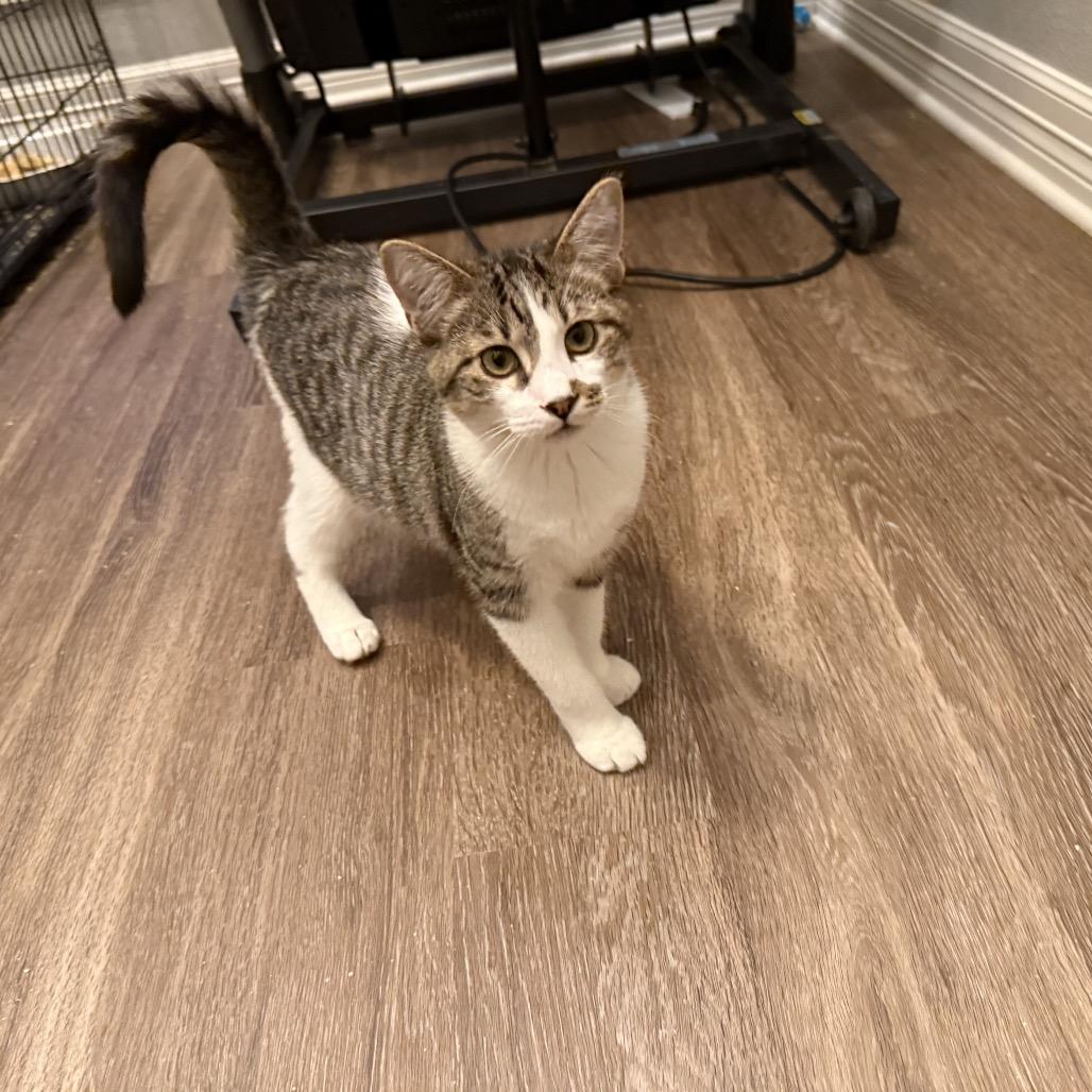 Enlarge Bugle, a Adoptable Domestic Short Hair in Port Neches, TX image 1/6