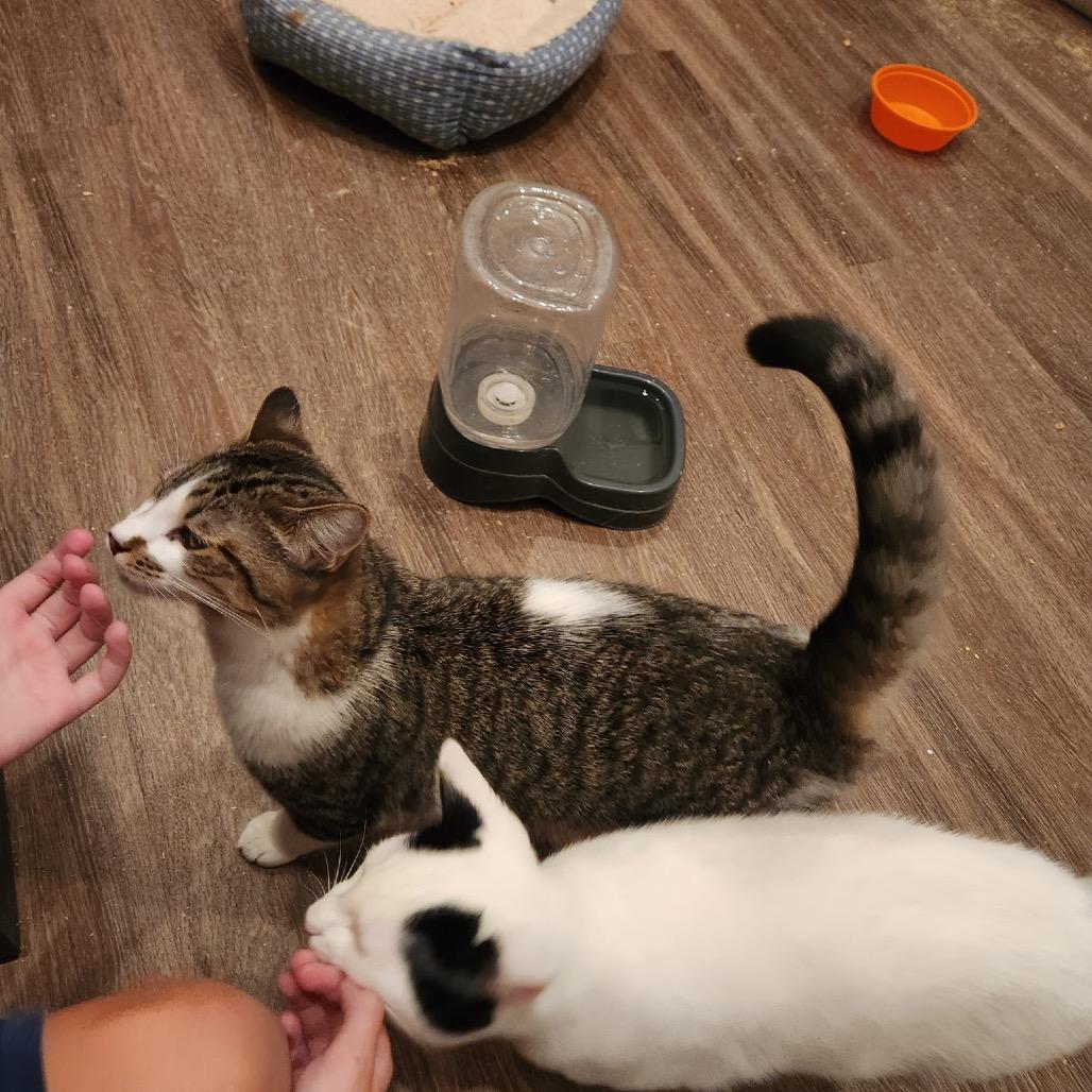 Enlarge Bugle, a Adoptable Domestic Short Hair in Port Neches, TX image 2/6