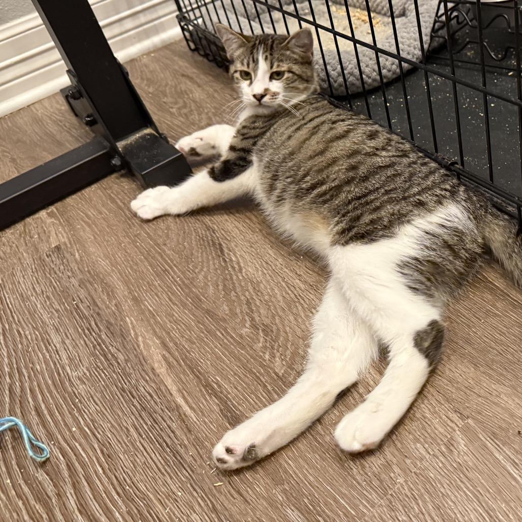 Enlarge Bugle, a Adoptable Domestic Short Hair in Port Neches, TX image 3/6