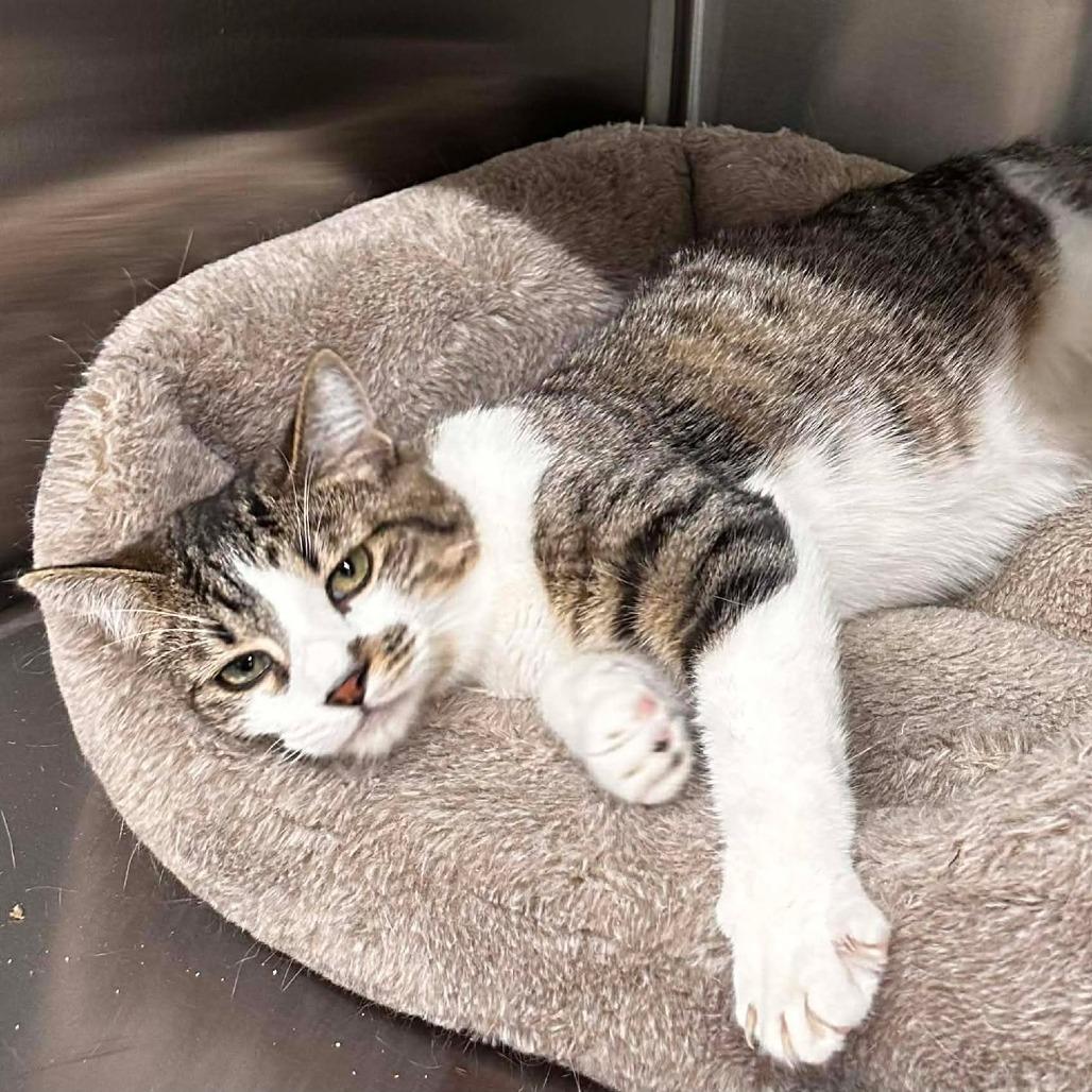 Enlarge Bugle, a Adoptable Domestic Short Hair in Port Neches, TX image 4/6