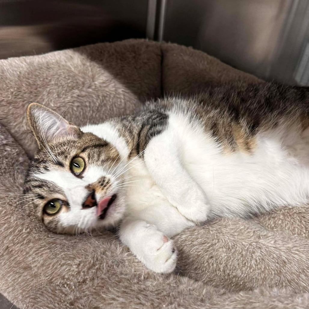 Enlarge Bugle, a Adoptable Domestic Short Hair in Port Neches, TX image 5/6