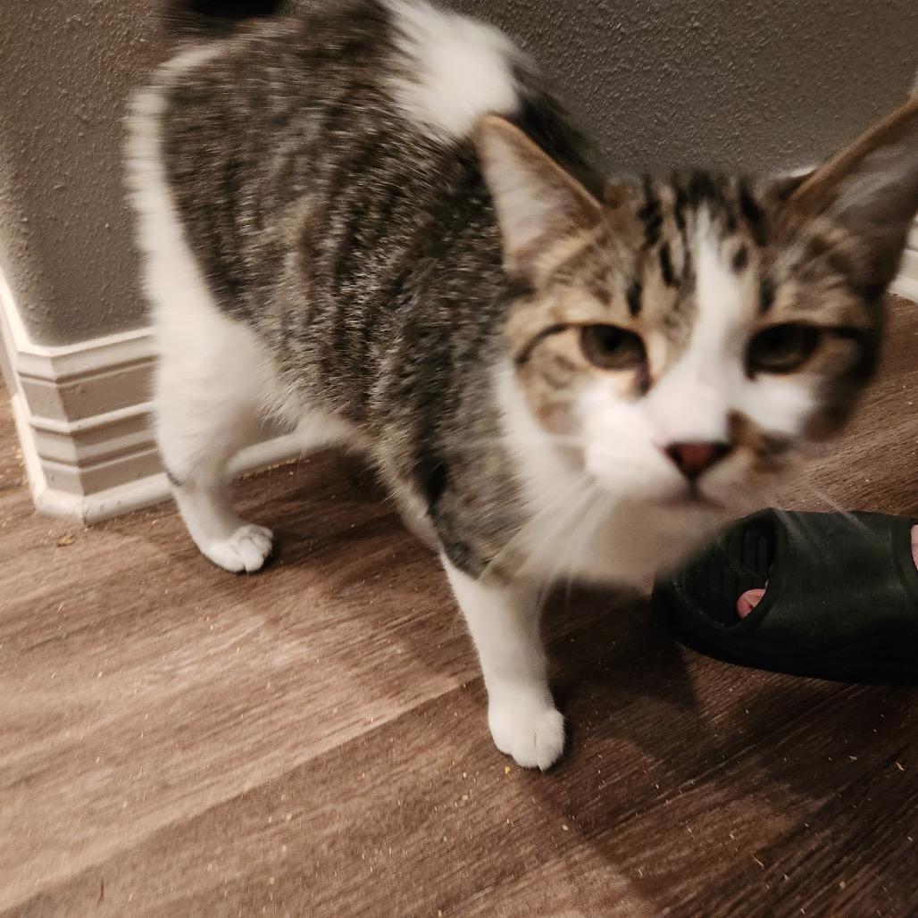 Enlarge Bugle, a Adoptable Domestic Short Hair in Port Neches, TX image 6/6