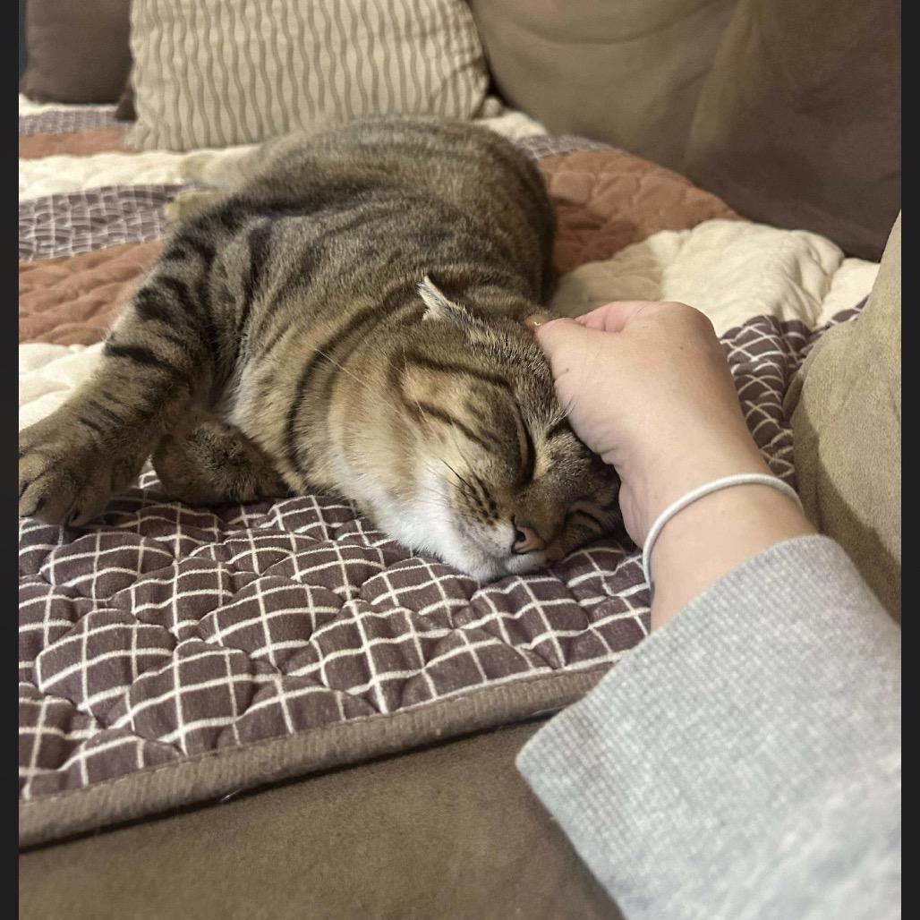 Callie, Adoptable, Adult Female Domestic Short Hair.