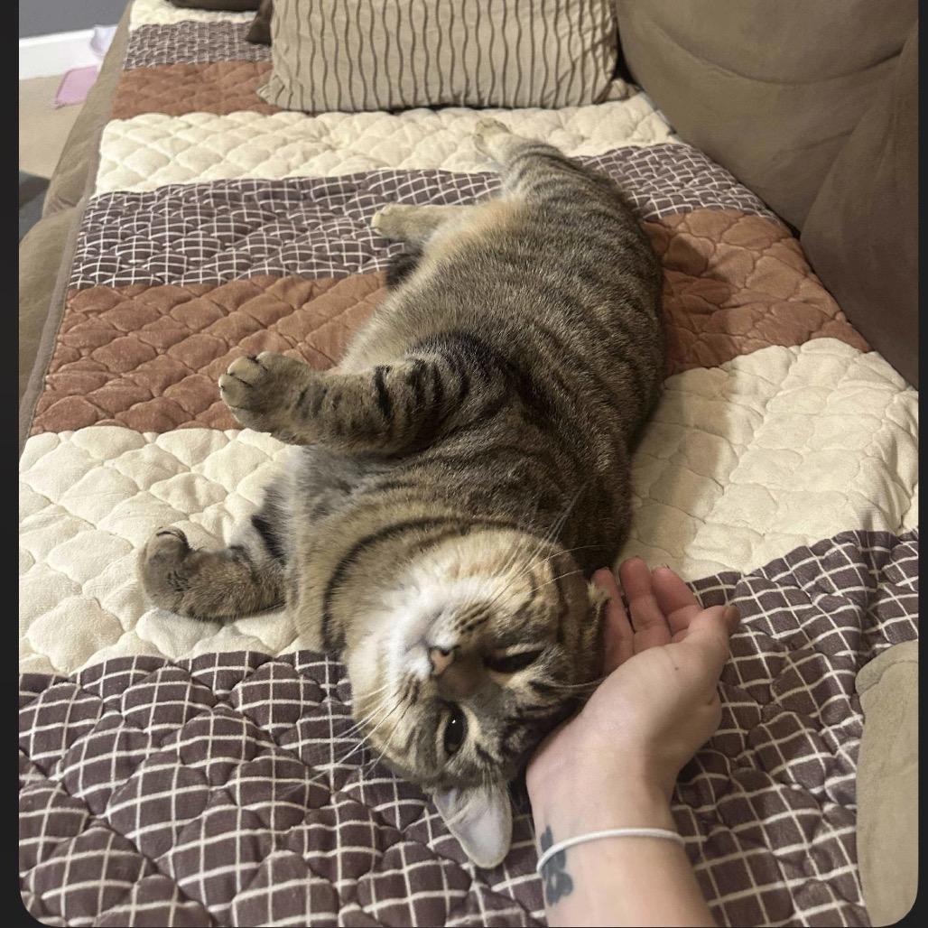 Enlarge Callie, a Adoptable Domestic Short Hair in Inwood, WV image 2/3