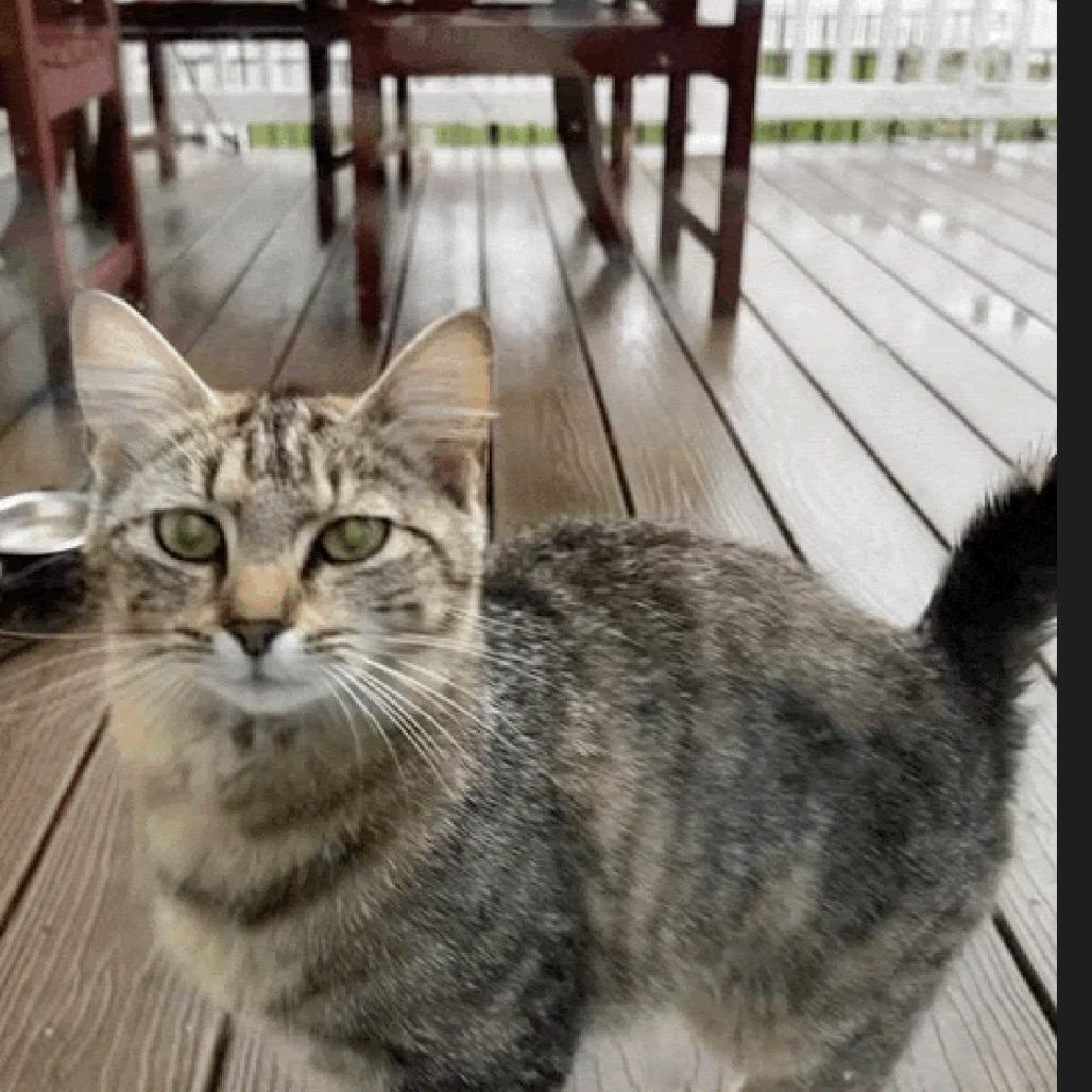 Enlarge Callie, a Adoptable Domestic Short Hair in Inwood, WV image 3/3