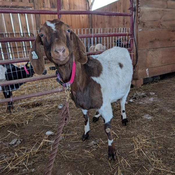 Marigold, ADOPTABLE, Adult Female Boer.