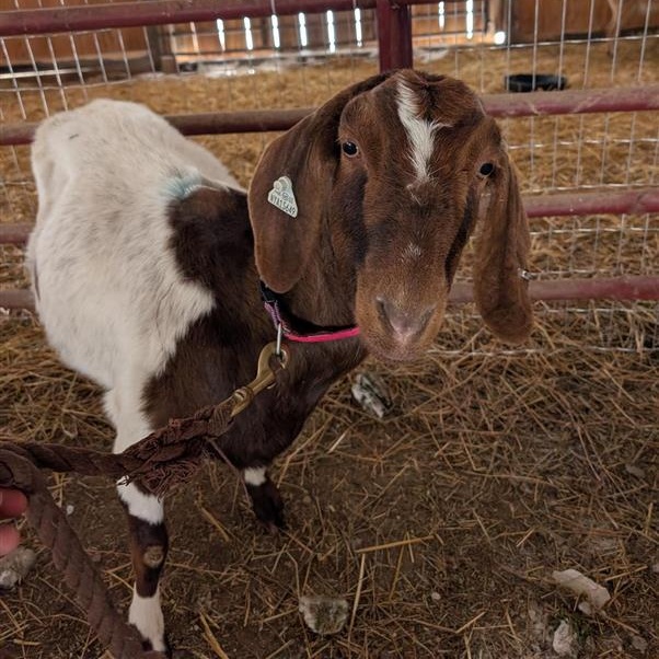 Enlarge Marigold, a ADOPTABLE Boer in Cooperstown, NY image 2/2