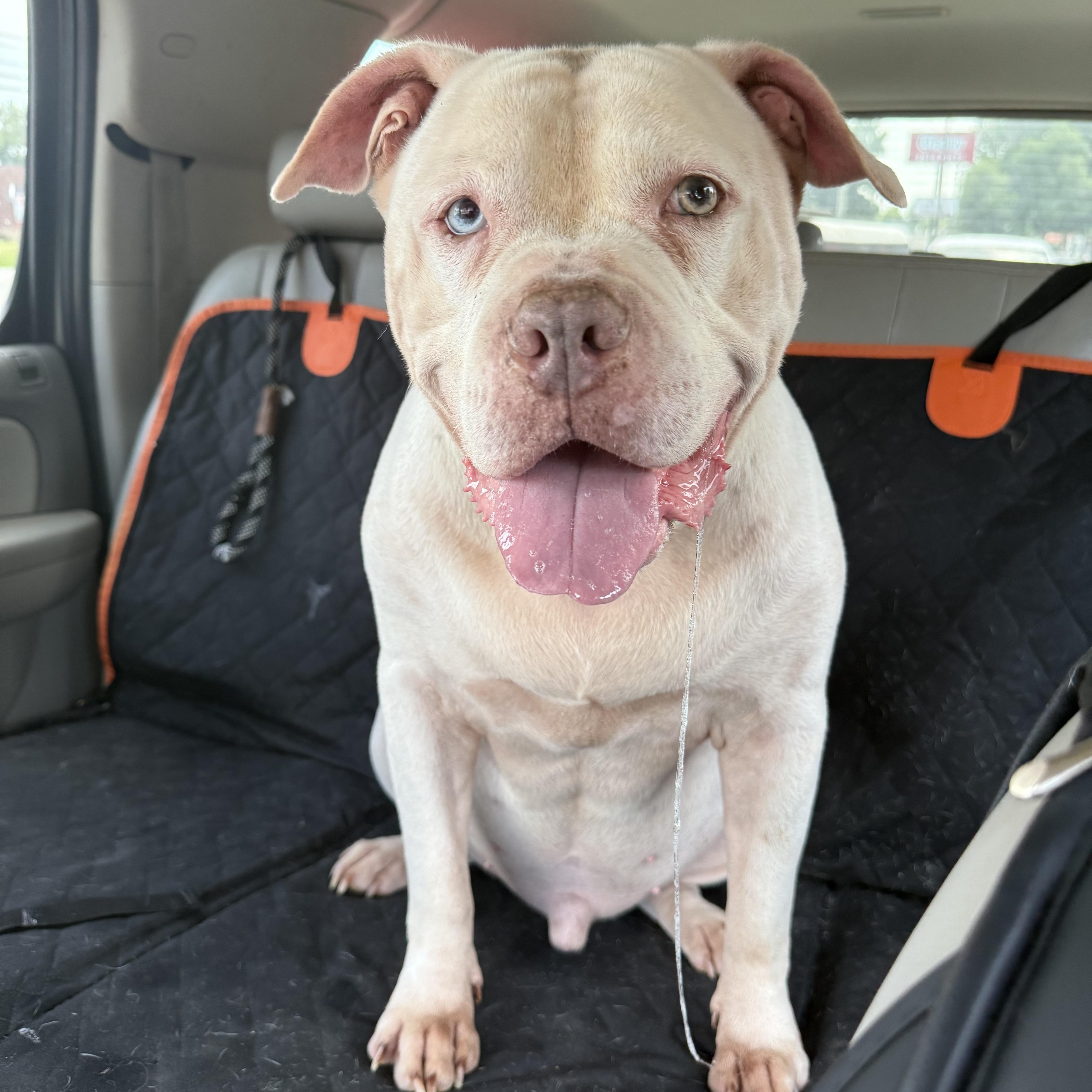 Enlarge Melo, a ADOPTABLE mixed breed in Eagleville, TN image 1/1