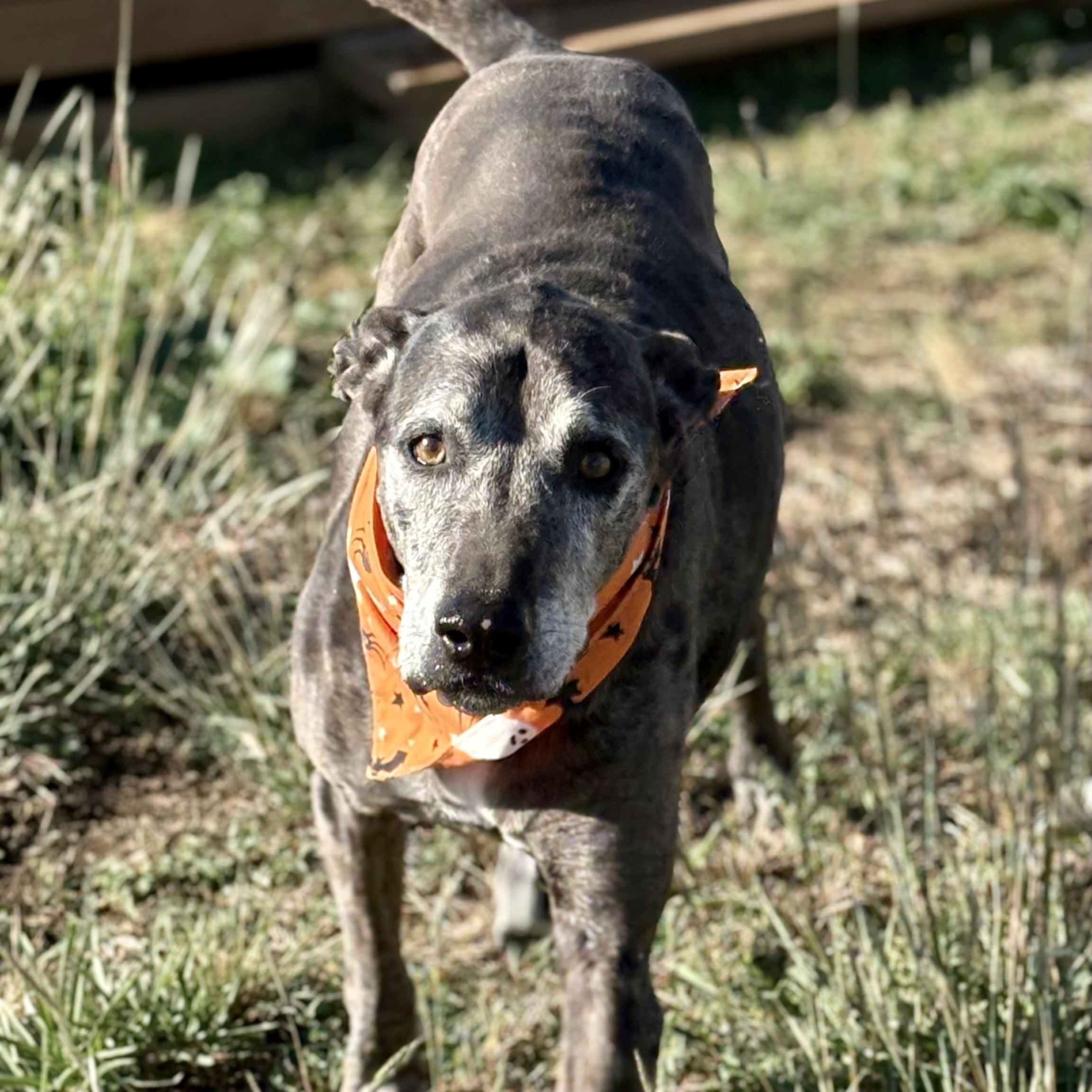 *Zeva, an adoptable Catahoula Leopard Dog in Justin, TX, 76247 | Photo Image 5