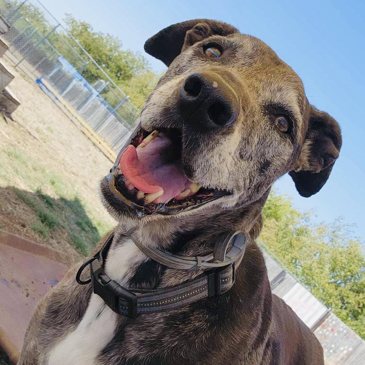 *Zeva, Adoptable, Senior Female Catahoula Leopard Dog.