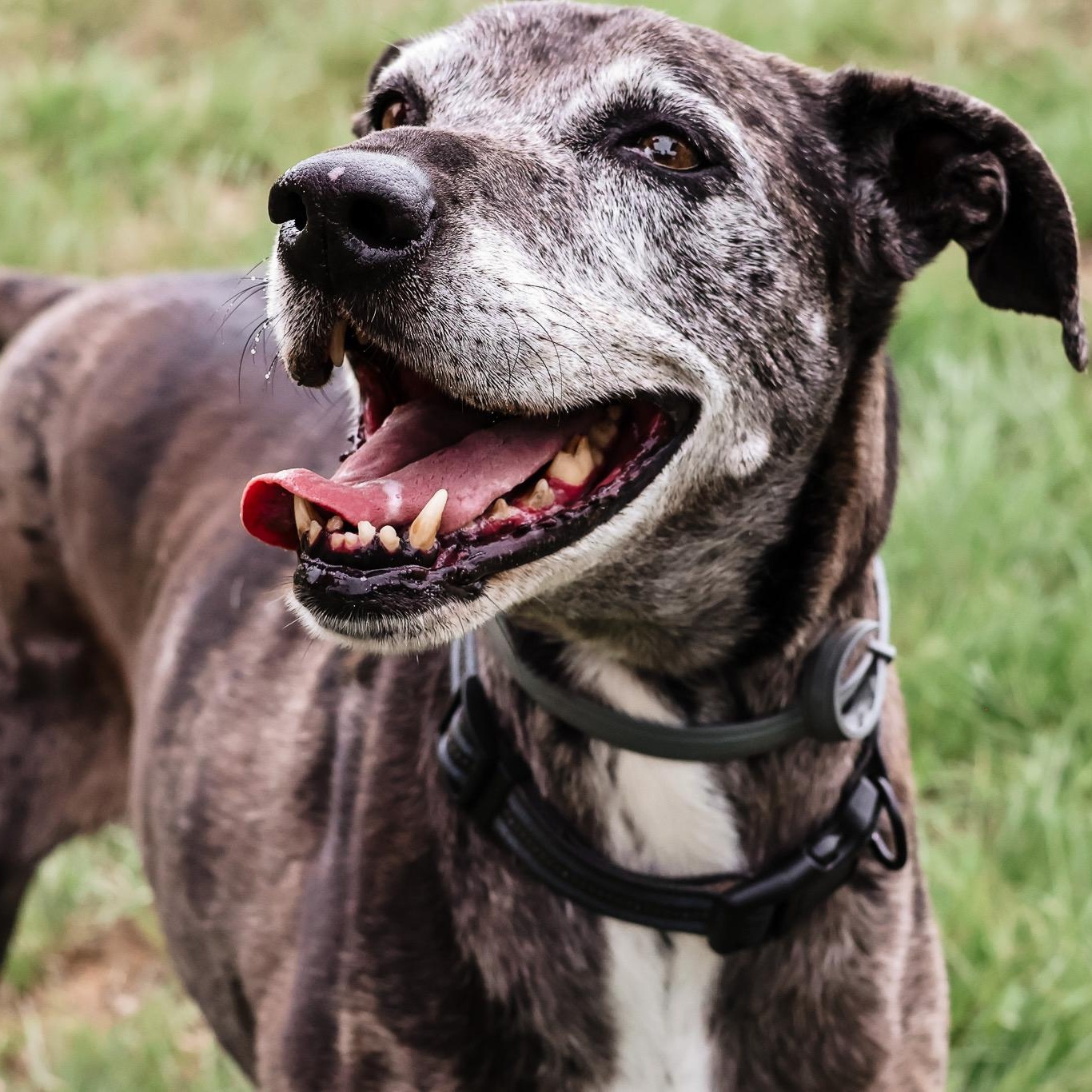 *Zeva, a Adoptable mixed breed in Justin, TX image 3/5