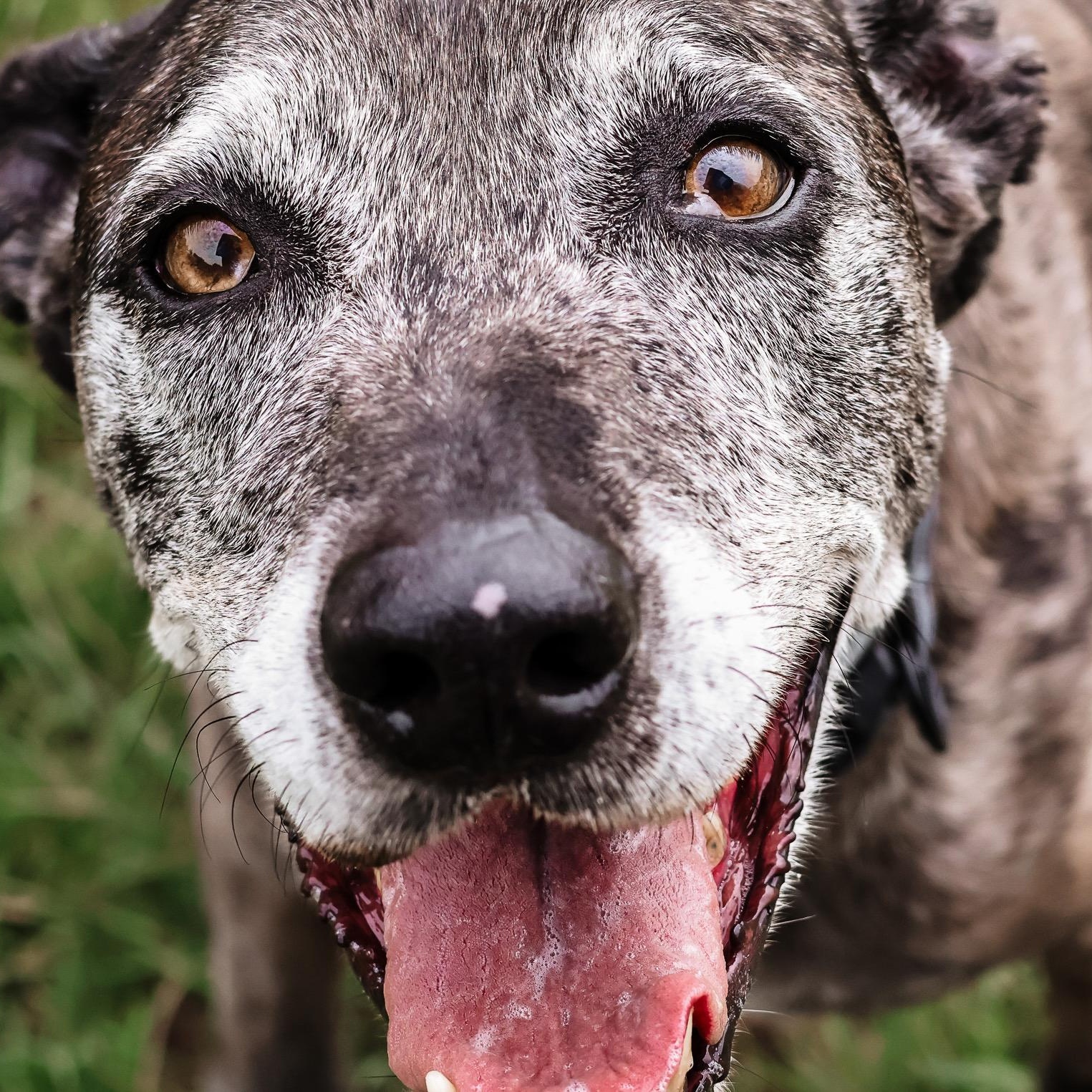 *Zeva, a Adoptable mixed breed in Justin, TX image 4/5