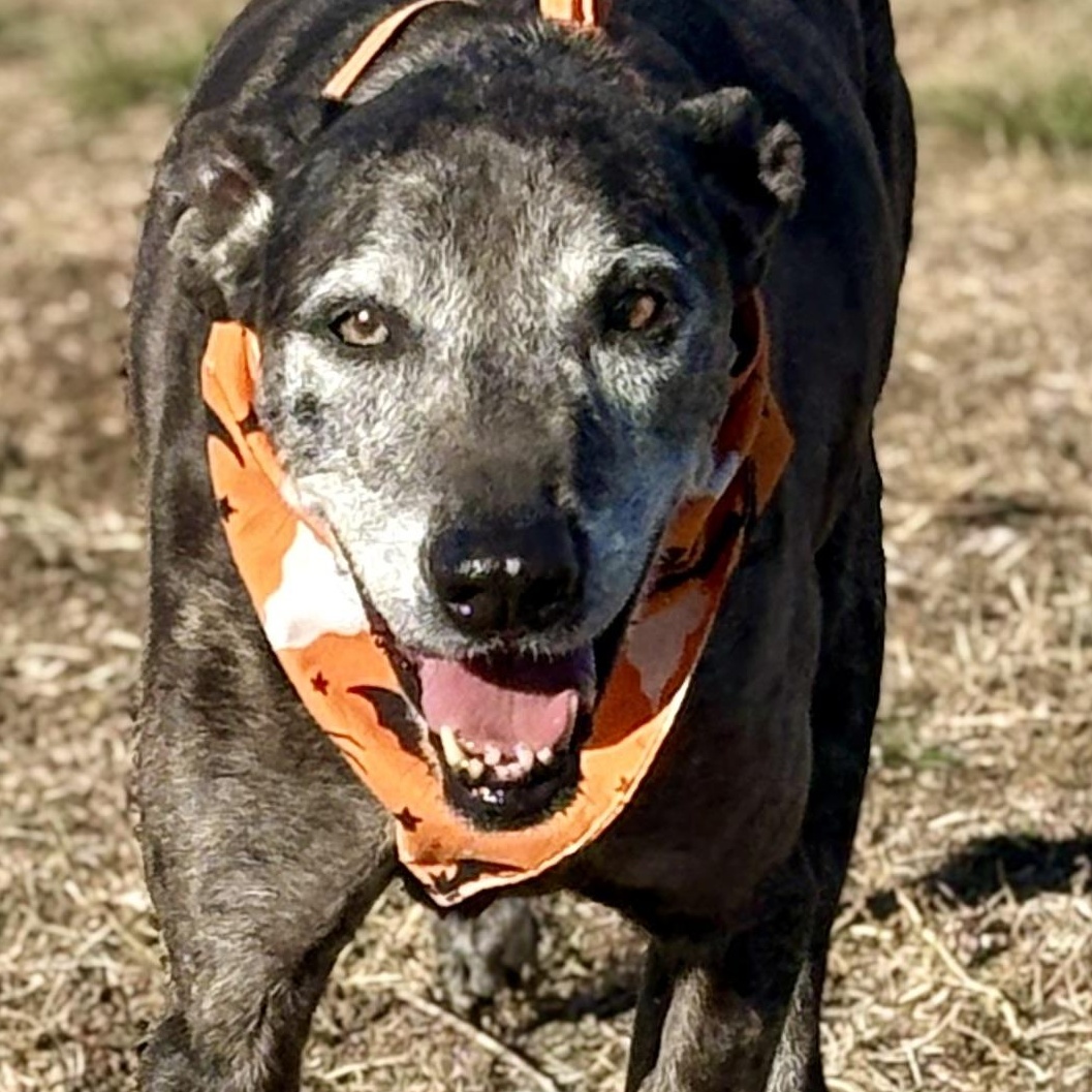 *Zeva, a Adoptable mixed breed in Justin, TX image 1/5