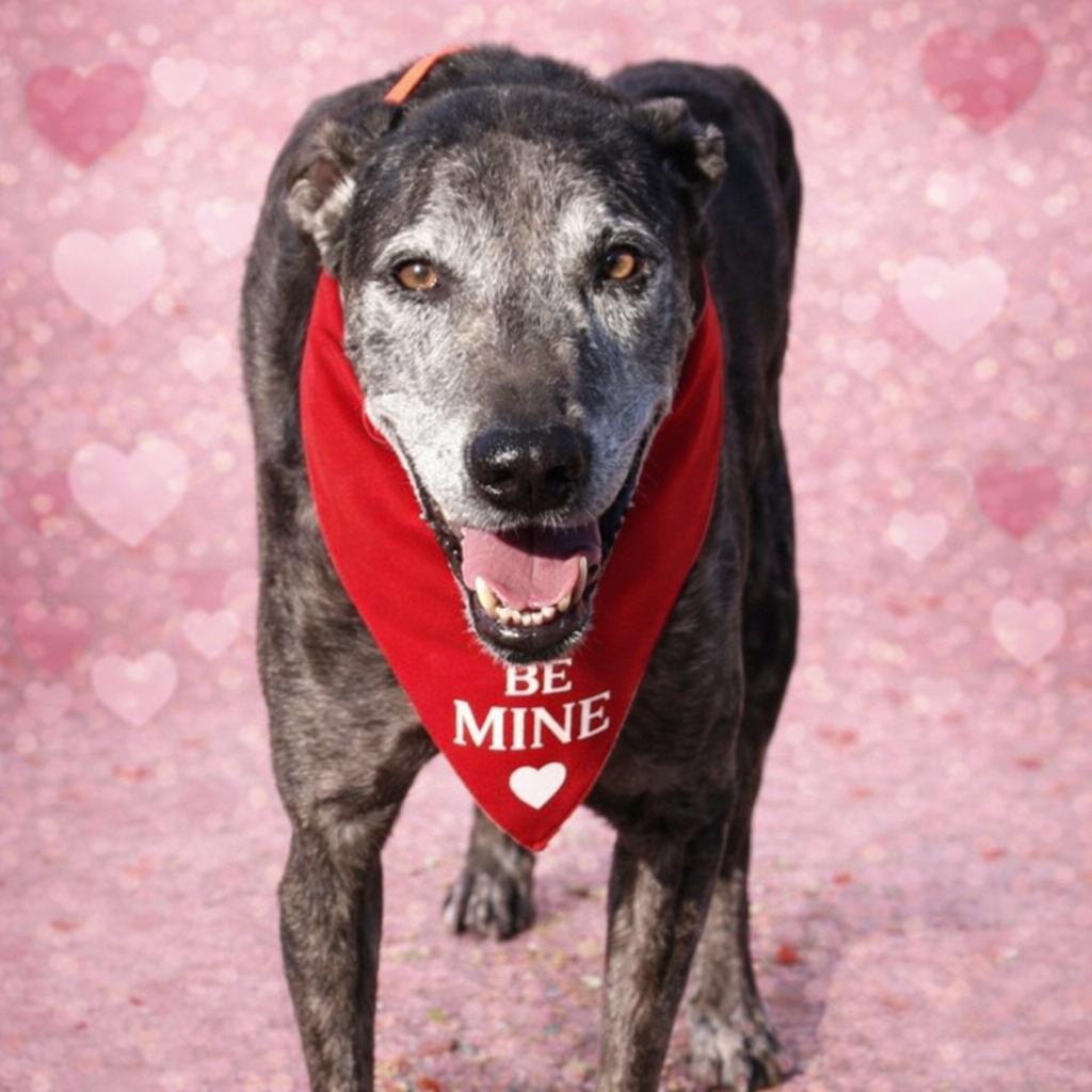 Enlarge *Zeva, a Adoptable mixed breed in Justin, TX image 1/5