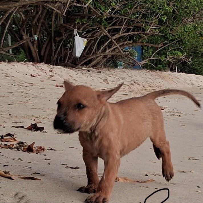 Enlarge Pivot, a Adoptable Mixed Breed in Frederiksted, VI image 1/4